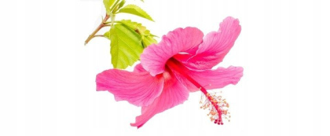 Ajax Floral Fiesta Hibiskus Płyn uniwersalny 1L Ajax Floral Fiesta Hibiskus Płyn uniwersalny 1L